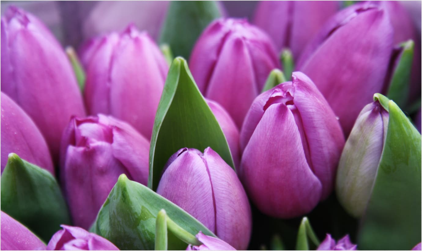 Crisis de los tulipanes